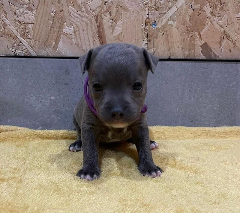 Blue staffy puppies KC registered for sale in Nottinghamshire - Image 4