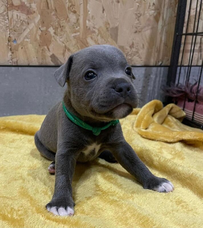 Blue staffy puppies KC registered for sale in Nottinghamshire - Image 6