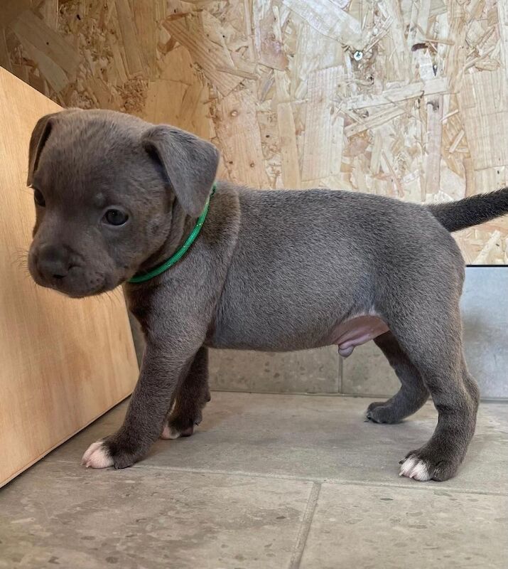 Blue staffy puppies KC registered for sale in Nottinghamshire - Image 9