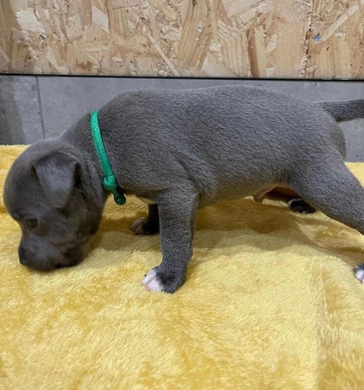 Blue staffy puppies KC registered for sale in Nottinghamshire - Image 10