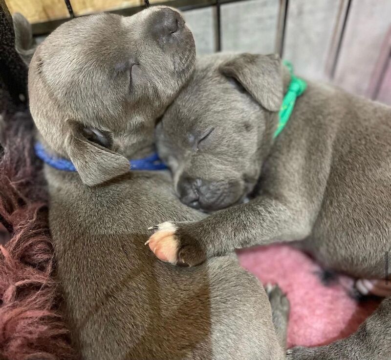 Blue staffy puppies KC registered for sale in Nottinghamshire - Image 11