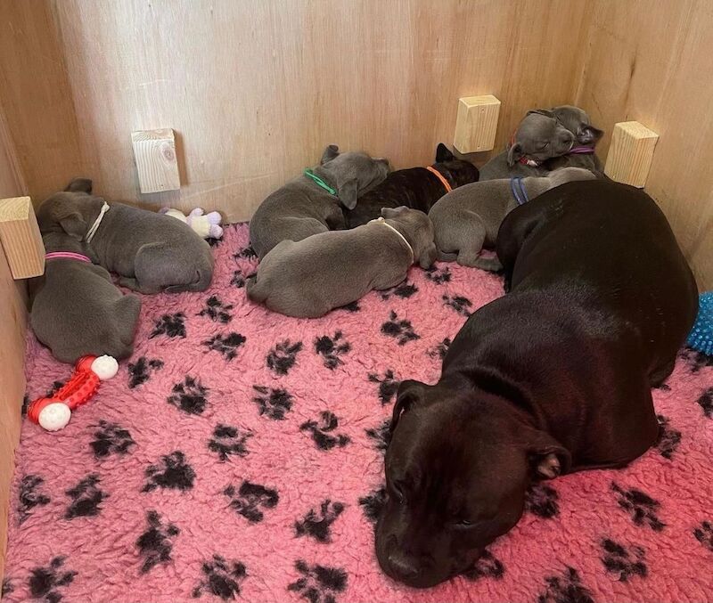 Blue staffy puppies KC registered for sale in Nottinghamshire - Image 12