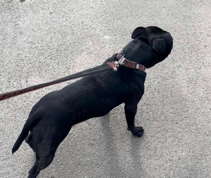 Blue staffy puppies KC registered for sale in Nottinghamshire - Image 14