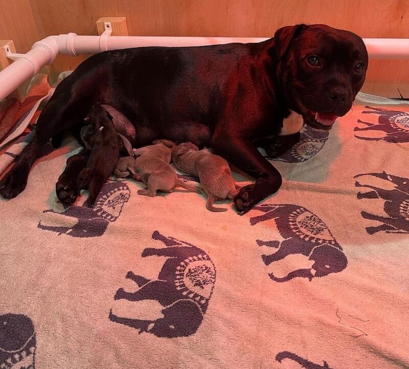 Blue staffy puppies KC registered for sale in Nottinghamshire - Image 15