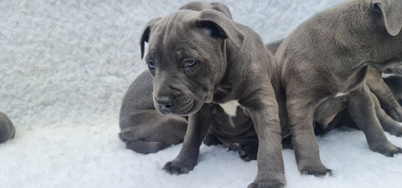 Blue Staffy Puppies KC registered 💙 ready to leave for sale in Smethwick, West Midlands - Image 2