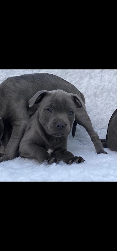 Blue Staffy Puppies KC registered 💙 ready to leave for sale in Smethwick, West Midlands - Image 1