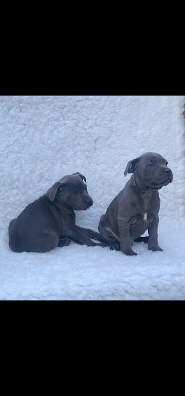 Blue Staffy Puppies KC registered 💙 ready to leave for sale in Smethwick, West Midlands - Image 5