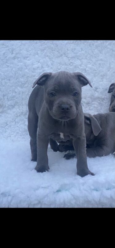 Blue Staffy Puppies KC registered 💙 ready to leave for sale in Smethwick, West Midlands - Image 6