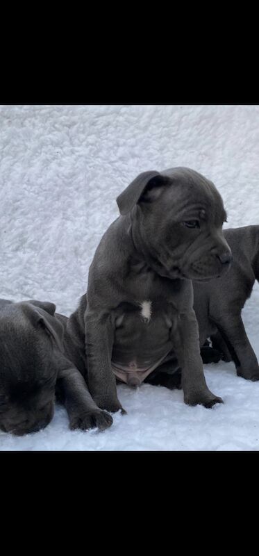 Blue Staffy Puppies KC registered 💙 ready to leave for sale in Smethwick, West Midlands - Image 4