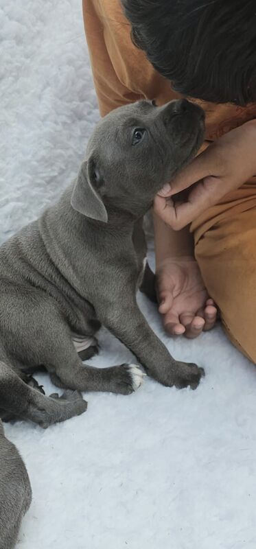 Blue Staffy Puppies KC registered 💙 ready to leave for sale in Smethwick, West Midlands - Image 3