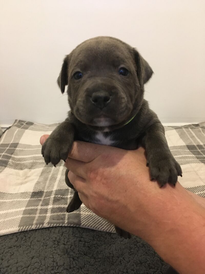 BLUE STAFFY PUPS FOR SALE (LAST GIRL) - Staffordshire Bull Terrior ...