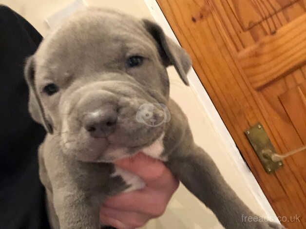 Blue staffy pups for sale in Birmingham, West Midlands