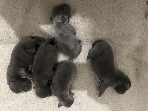 Blue staffy pups mixed litter for sale in Swadlincote, Derbyshire