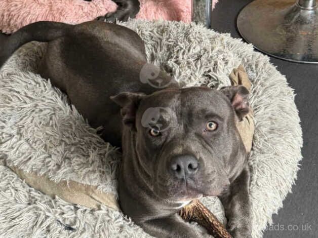 Blue Staffy x For Sale in Haverfordwest, Pembrokeshire