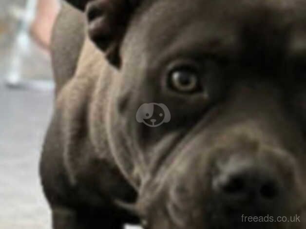 Blue Staffy x For Sale in Haverfordwest, Pembrokeshire - Image 2