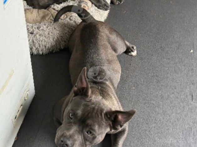 Blue Staffy x For Sale in Haverfordwest, Pembrokeshire - Image 3