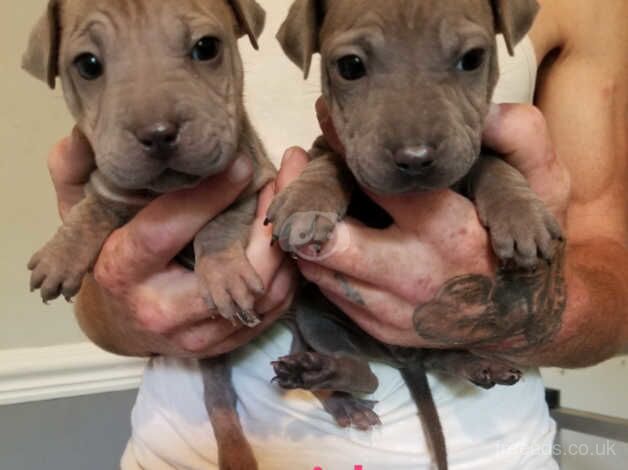 Blue staffy x sharpei for sale in Wisbech, Cambridgeshire