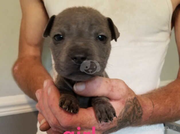 Blue staffy x sharpei for sale in Wisbech, Cambridgeshire - Image 2