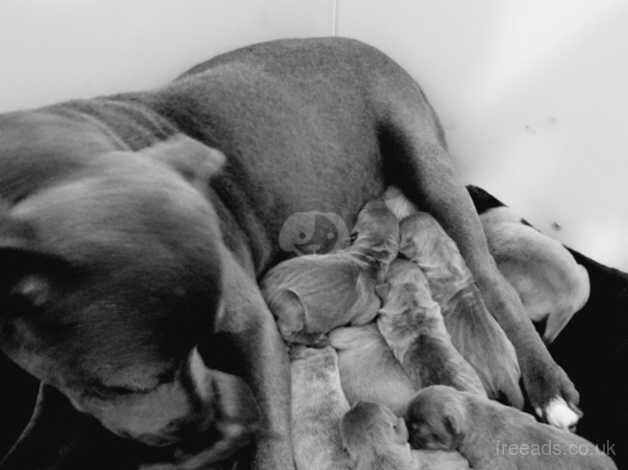 Blue staffy x sharpei for sale in Wisbech, Cambridgeshire - Image 3