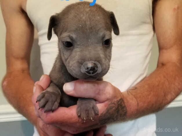 Blue staffy x sharpei for sale in Wisbech, Cambridgeshire - Image 4