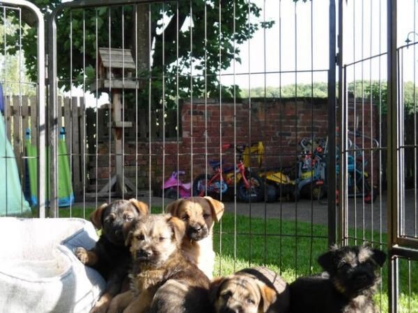 BORDER X JACK PUPPIES,VET CHECKED,READY NOW. for sale in Uttoxeter, Staffordshire - Image 1