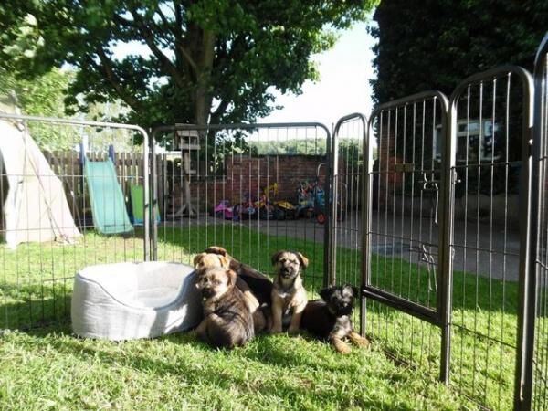 BORDER X JACK PUPPIES,VET CHECKED,READY NOW. for sale in Uttoxeter, Staffordshire - Image 2