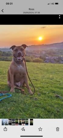 Boxer x Staffy looking for a new home for sale in Glossop, Derbyshire
