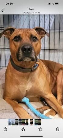 Boxer x Staffy looking for a new home for sale in Glossop, Derbyshire - Image 2