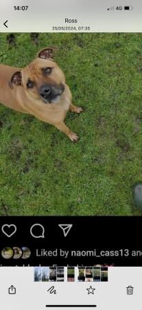 Boxer x Staffy looking for a new home for sale in Glossop, Derbyshire - Image 3