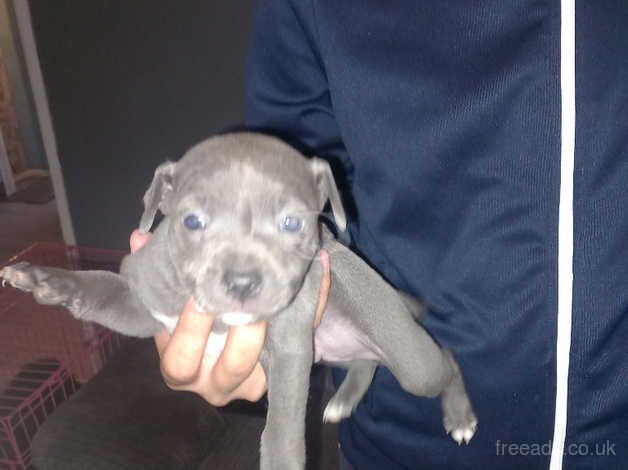 Boy blue staffs x3 for sale in Kingston upon Hull, East Riding of Yorkshire