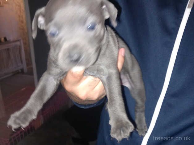 Staffordshire Bull Terriers for sale in Kingston upon Hull, East Riding of Yorkshire