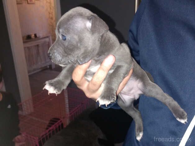 Staffie Puppies for sale in East Riding of Yorkshire