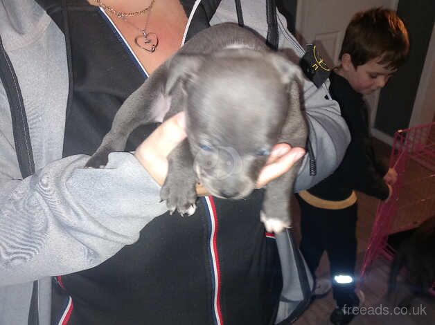 Staffie Puppies for sale