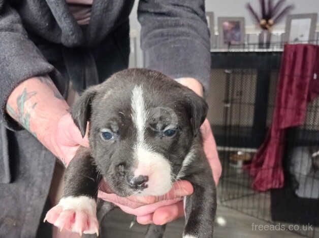 Boy Staffordshire bull terrier for sale in Walsall, West Midlands