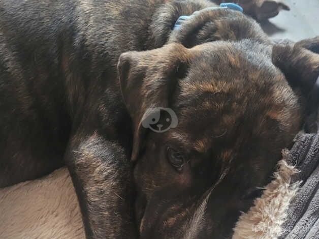 Brindle boy for sale in Derby, Derbyshire