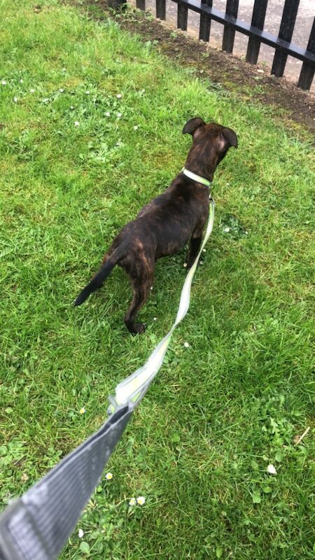 Brindle SBT Staffie puppy for sale (Stripe) for sale in Darlington, County Durham - Image 6