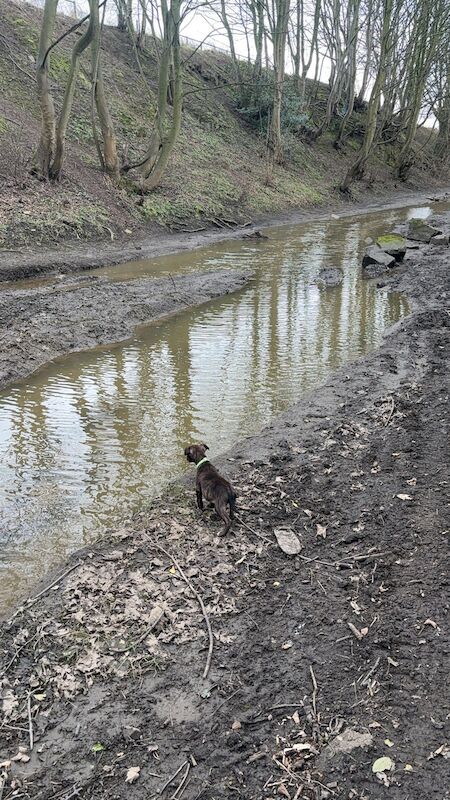 Brindle SBT Staffie puppy for sale (Stripe) for sale in Darlington, County Durham - Image 7