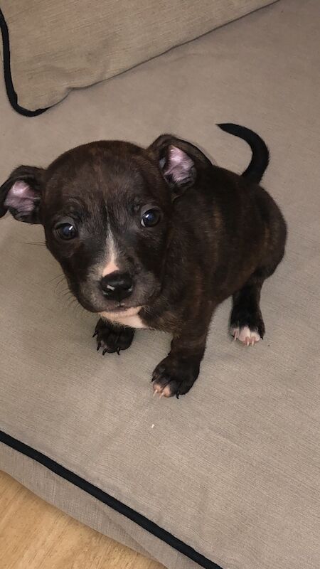 Brindle SBT Staffie puppy for sale (Stripe) for sale in Darlington, County Durham - Image 1