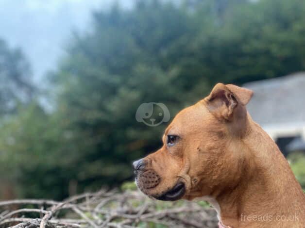 Staffordshire Bull Terriers for sale in Bristol, Bristol