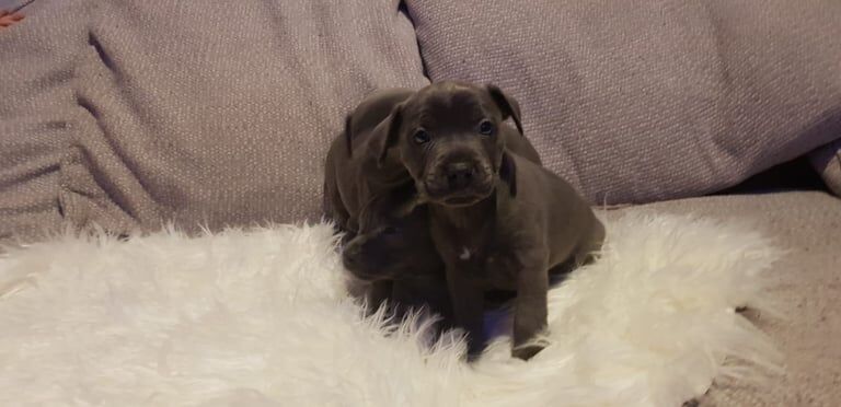 Champion sired Staffordshire bull terrier puppies for sale in Stoke-on-Trent, Staffordshire - Image 1