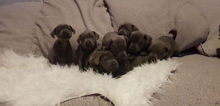 Champion sired Staffordshire bull terrier puppies for sale in Stoke-on-Trent, Staffordshire - Image 2