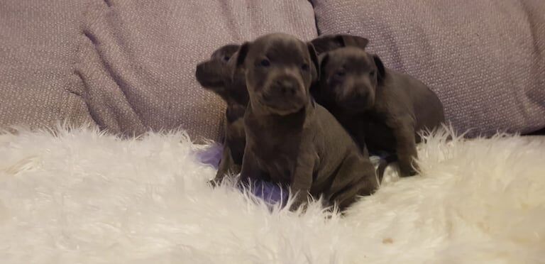 Champion sired Staffordshire bull terrier puppies for sale in Stoke-on-Trent, Staffordshire - Image 3