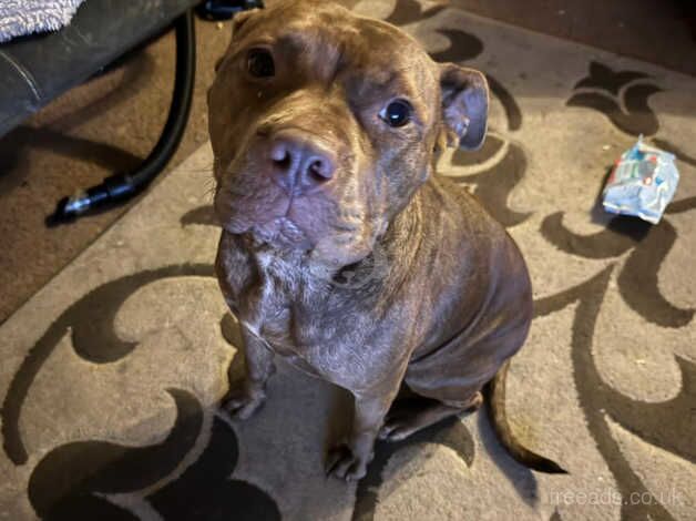 Chocolate female Staffy for adoption for sale in Loughborough, Leicestershire