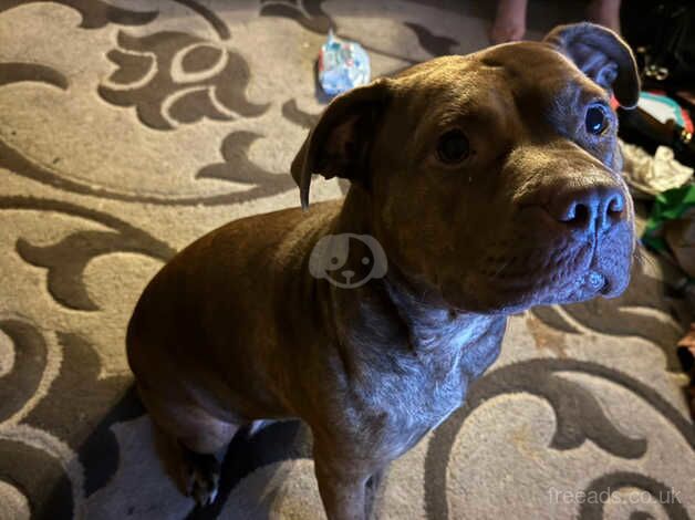 Chocolate female Staffy for adoption for sale in Loughborough, Leicestershire - Image 2