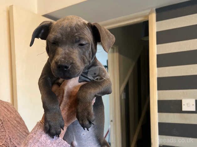 Chunky blue Staffordshirebull terrier for sale in Northampton, Northamptonshire