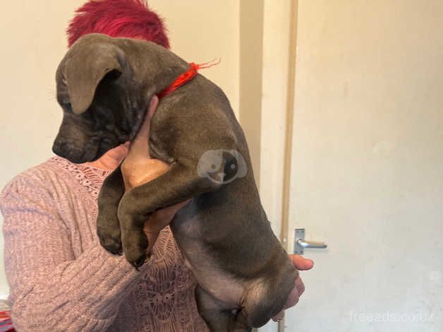 Chunky blue Staffordshirebull terrier for sale in Northampton, Northamptonshire - Image 2