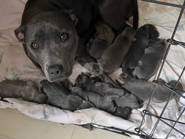 Chunky blue Staffordshirebull terrier for sale in Northampton, Northamptonshire - Image 3