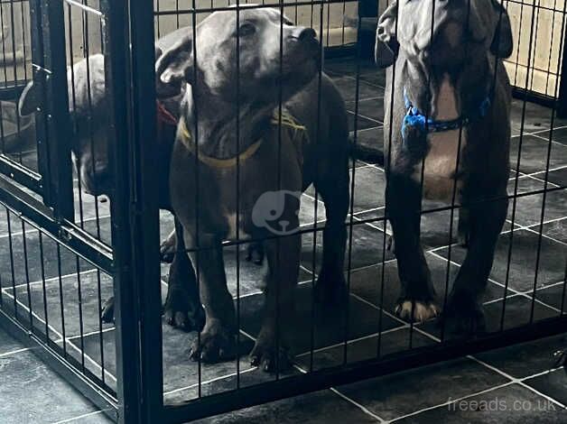 Chunky blue Staffordshirebull terrier for sale in Northampton, Northamptonshire - Image 4