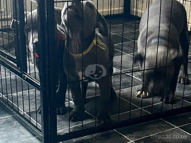 Chunky blue Staffordshirebull terrier for sale in Northampton, Northamptonshire - Image 5