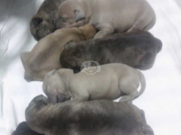 Chunky staffy puppies for sale in Lewes, East Sussex - Image 2